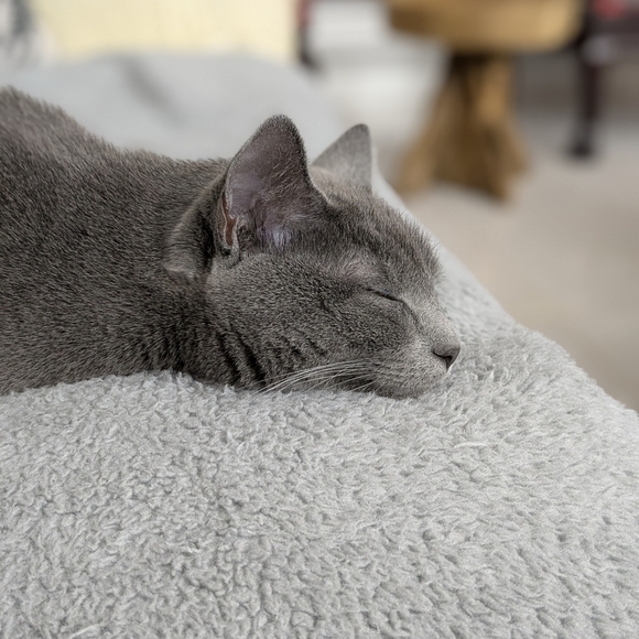 Mindset is everything cats ginger black tabby tin metal sign - Picture 5 of 7